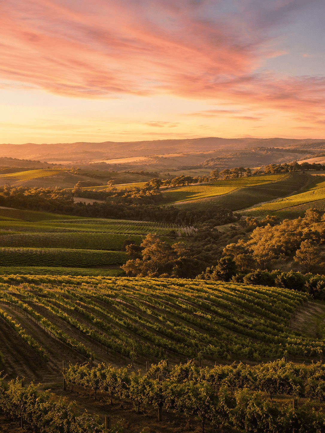 克萊爾谷 Clare Valley 葡萄園景觀