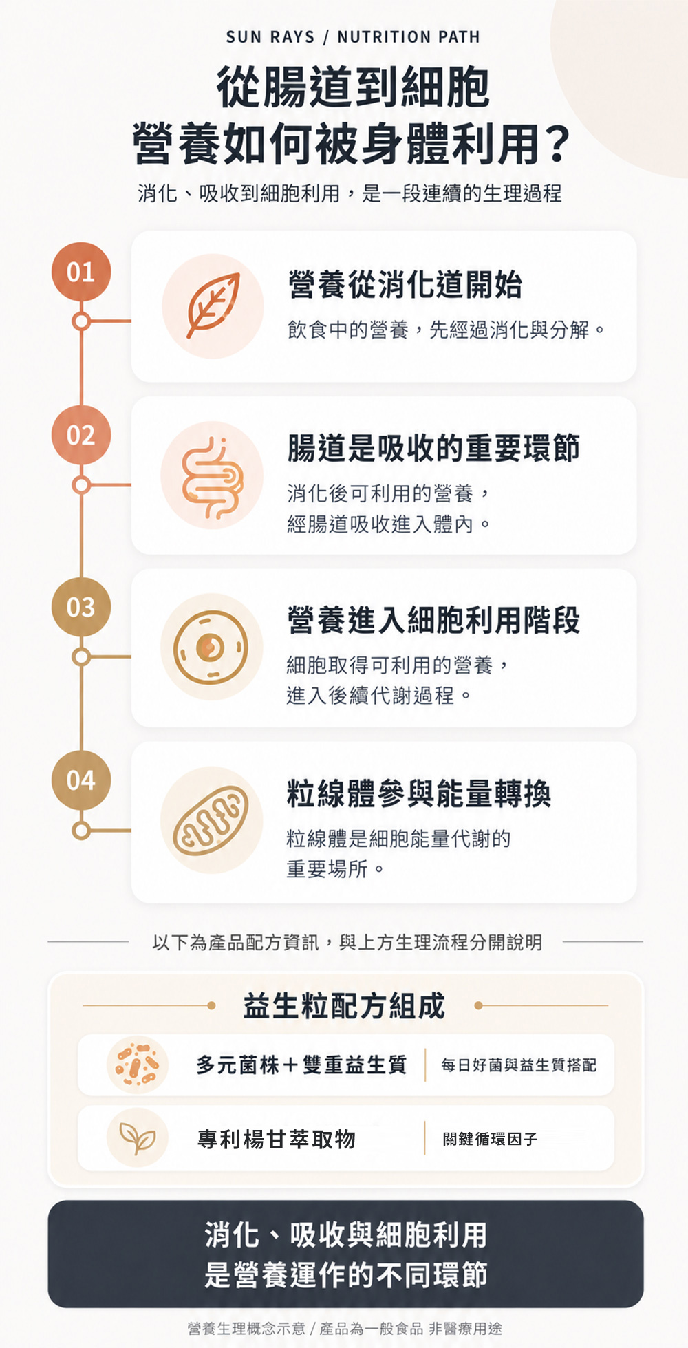 腸道與粒線體的營養利用路徑說明圖