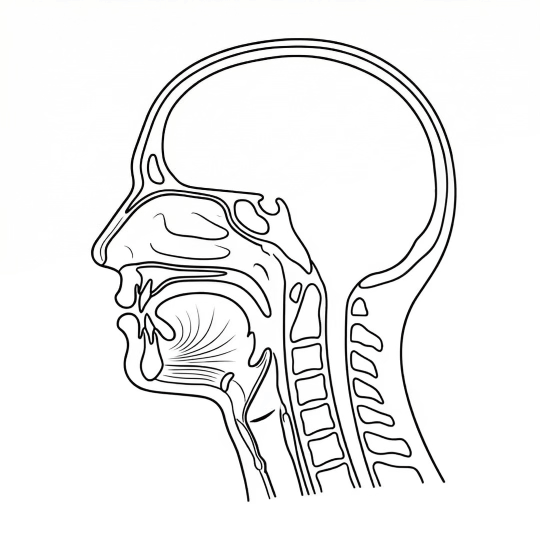 鼻胃鏡從鼻子進入示意