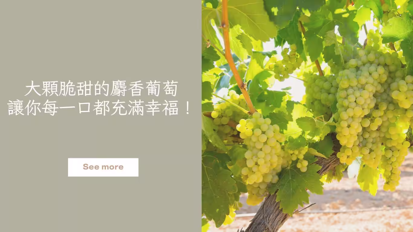 GuoxiSelect Co.首頁6