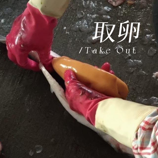 取卵